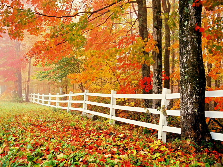 autumn-nature-fence-maple-wallpaper.jpg